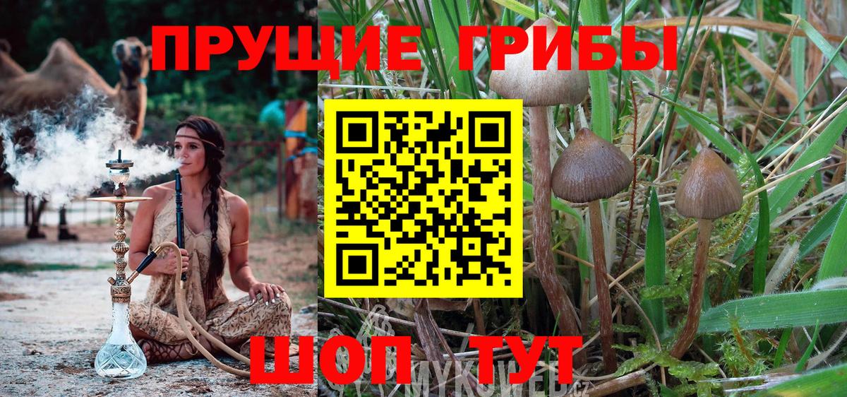 Псилоцибиновые грибы MAGIC MUSHROOMS  Вход с VPN  Торжок  цены наркотик  Псилоцибиновые грибы мицелий 